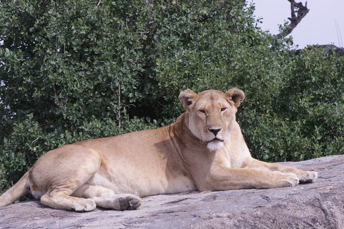 5-Days Private Tanzania Safari Tour - Day 3: A second full day in the central Serengeti