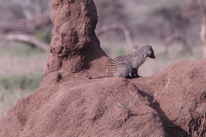 5-Days Private Tanzania Safari Tour - Guides and the private safari style