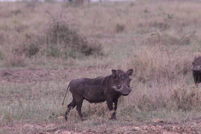 5-Days Private Tanzania Safari Tour - Day 2: Ndutu and the Serengeti migration window