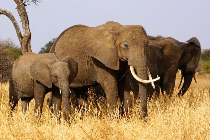 5 Days Private Tarangire, Serengeti, Ngorongoro, Manyara Safaris - What this five-day northern circuit actually covers