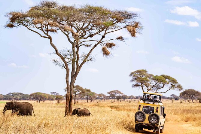 5 Days Private Tarangire, Serengeti, Ngorongoro, Manyara Safaris - Day 2: Crossing the highlands into central Serengeti