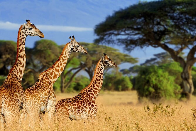 5 Days Private Tarangire, Serengeti, Ngorongoro, Manyara Safaris - Day 3: Your fullest Serengeti wildlife day