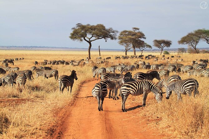5 Days Private Tarangire, Serengeti, Ngorongoro, Manyara Safaris - Guides, food, and the human side of the safari