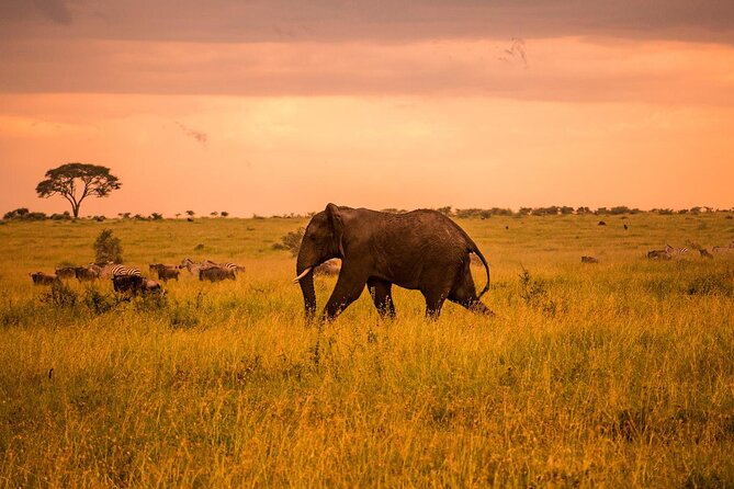 5 Days Private Tarangire, Serengeti, Ngorongoro, Manyara Safaris - Is $3,500 per person good value?