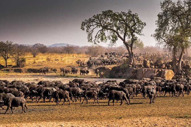 5 Days Ruaha National Park Safari - Day 3: elephants, river life, and bird country