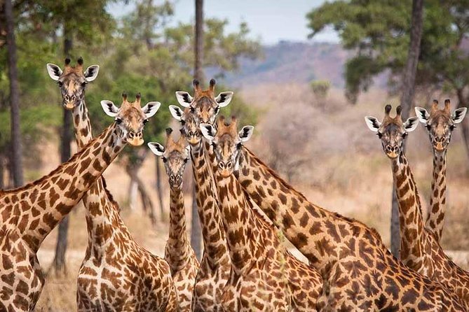 5 Days Ruaha National Park Safari - What the guide can add to the experience