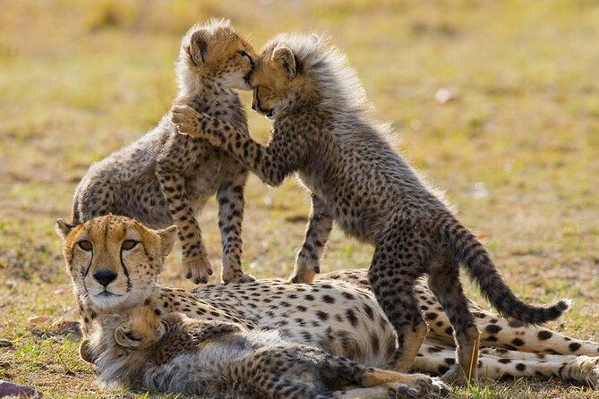 5 Days Safari Adventure in Tanzania - A fast route through Tanzania’s northern parks