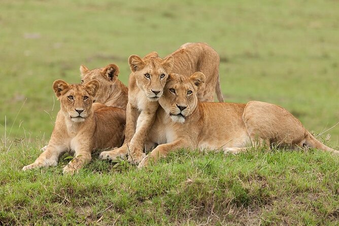 5 Days Safari Adventure in Tanzania - What the private format changes