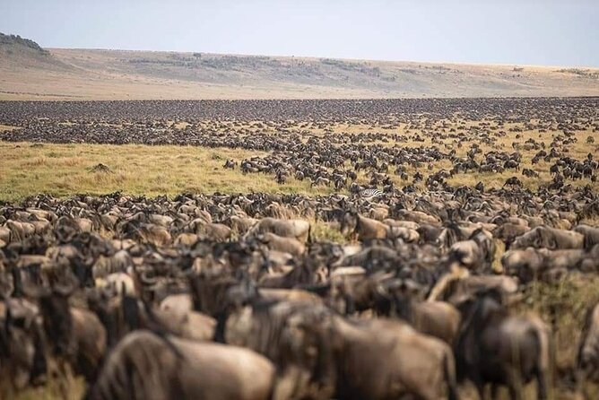 5 Days Safari Adventure in Tanzania - Day 1: Tarangire’s elephants and open bush