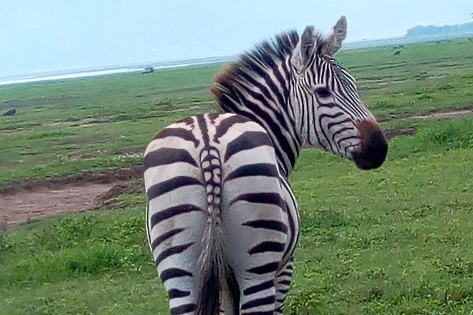 5 Days Safari from Dar es Salaam to Tarangire NP, Manyara NP & Ngorongoro Crater - Tarangire on day two, where elephants take center stage
