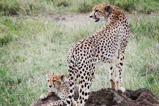 5 days safari, hiking & culture (Serengeti & kilimanjaro) - Camping, food and what the price covers