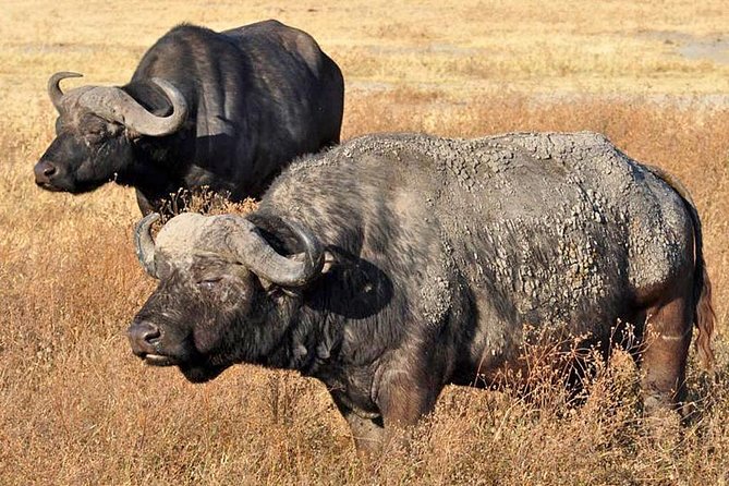 5 Days Safari In Serengeti And Ngorongoro - A Five-Day Route With Three Very Different Parks