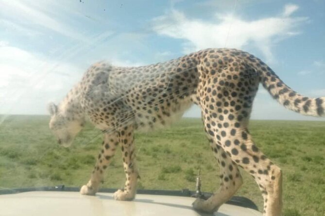 5 Days Safari In Serengeti And Ngorongoro - Day Three: Olduvai Gorge and the Endless Plains