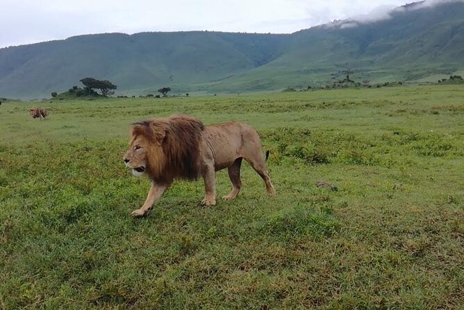 5 Days Safari In Serengeti And Ngorongoro - Day Four: A Second Serengeti Game Drive