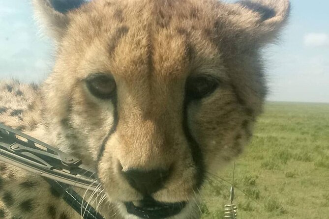 5 Days Safari In Serengeti And Ngorongoro - Day Five: Ngorongoro Crater and the Return to Arusha