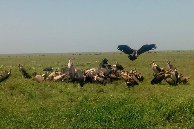 5 Days Safari In Serengeti And Ngorongoro - What the $3,500 Price Means