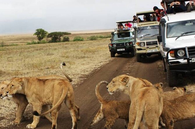 5 Days Safari in Tanzania | Camping and Lodge Safaris - Day 5: Ngorongoro Crater and the final wildlife search