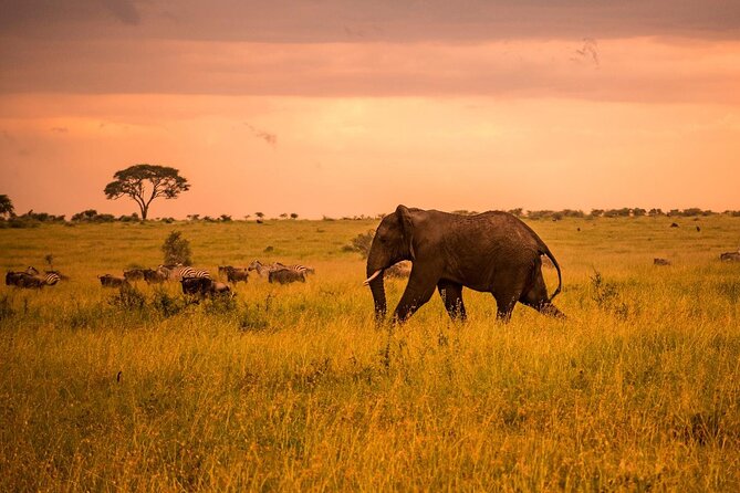 5 Days Safari in Tanzania | Camping and Lodge Safaris - Day 1: Arusha to Tarangire and the baobab country