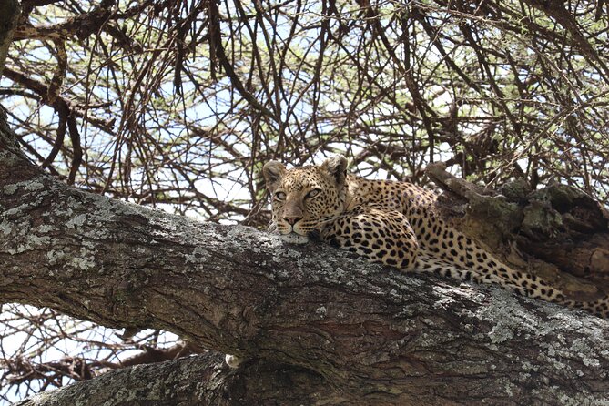 5 Days Safari Northern Circuit of Tanzania - The private vehicle and guide make the difference