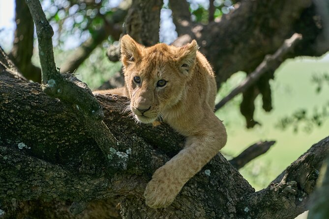 5 Days Safari Northern Circuit of Tanzania - Lodges, tented camps, food, and comfort