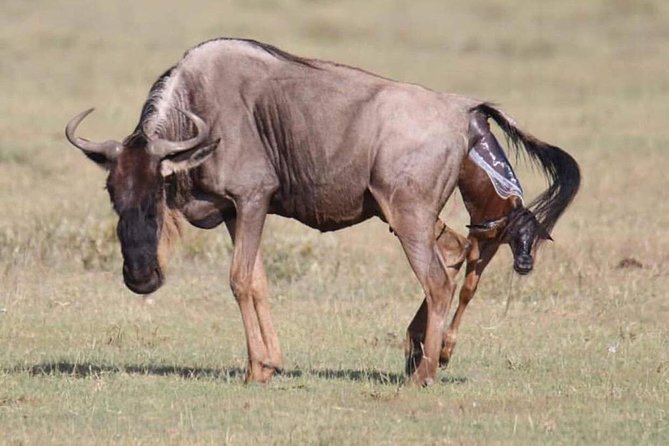 5 Days safari Selous GR and Mikumi NP - Key points to know before booking