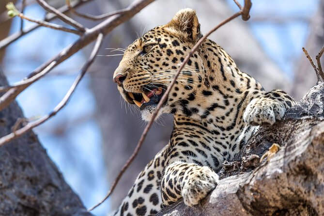 5 Days Safari Tarangire, Serengeti, and Ngorongoro Crater - Tarangire: baobabs, elephants, and a river that draws life