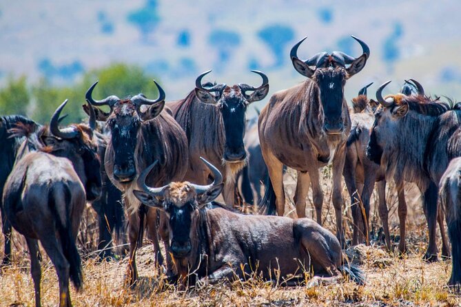 5 Days Safari Tarangire, Serengeti, and Ngorongoro Crater - Serengeti: the biggest sense of space