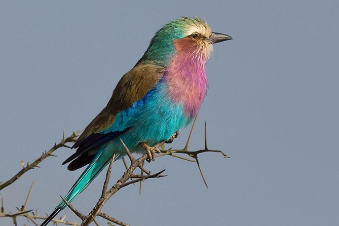 5 days Safari to Lake Manyara, Serengeti and Ngorongoro crater - Key details before you book