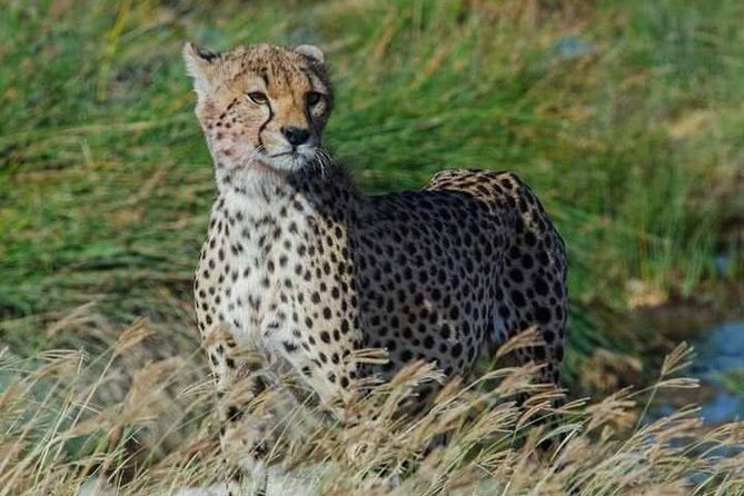 5 days Safari to Lake Manyara, Serengeti and Ngorongoro crater - Why this route works in five days