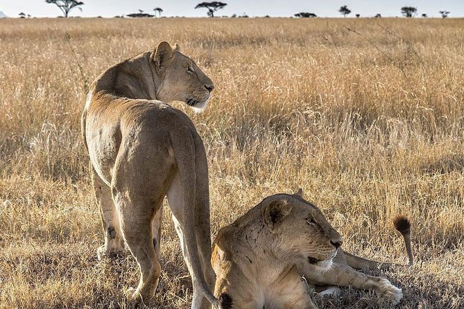 5 days Safari to Lake Manyara, Serengeti and Ngorongoro crater - Four hours toward Seronera