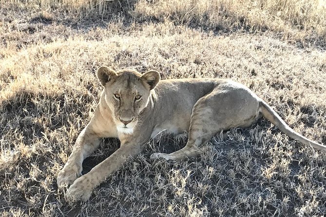 5 days Safari to Lake Manyara, Serengeti and Ngorongoro crater - Ngorongoro Crater makes a dramatic final game drive
