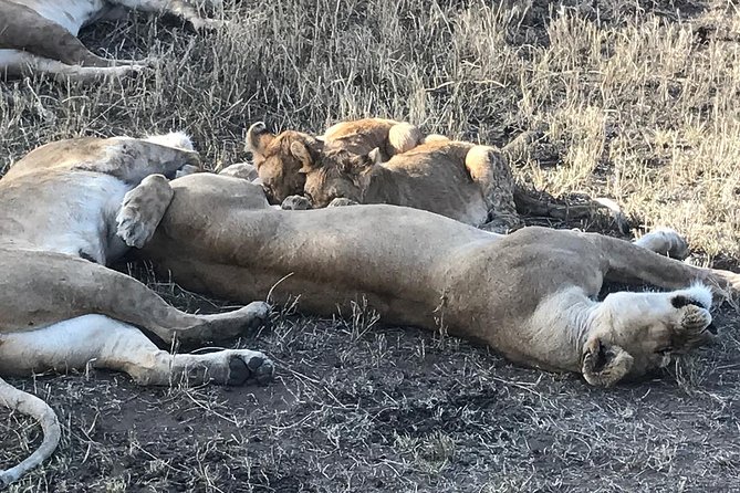 5 days Safari to Lake Manyara, Serengeti and Ngorongoro crater - Lake Manyara: a compact start with varied wildlife