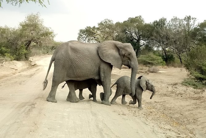 5 Days Safari to Nyerere NP (Selous GR) and Mikumi NP - Day 4: Mikumi’s open-roof game drive