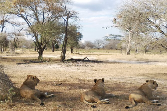 5 Days Safari to Nyerere NP (Selous GR) and Mikumi NP - Day 5: Sunrise sightings and the return to Dar es Salaam
