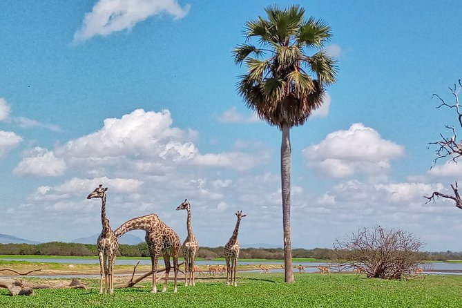 5 Days Safari to Nyerere NP (Selous GR) and Mikumi NP - What the $1,446.16 price includes