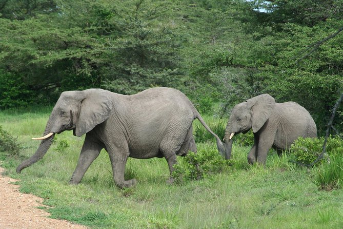 5 Days Safari to Selous & Mikumi - Key points to know before booking