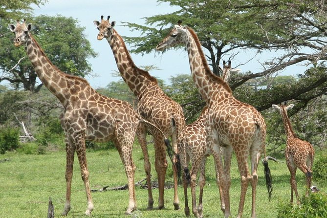 5 Days Safari to Selous & Mikumi - Why southern Tanzania makes a good safari choice