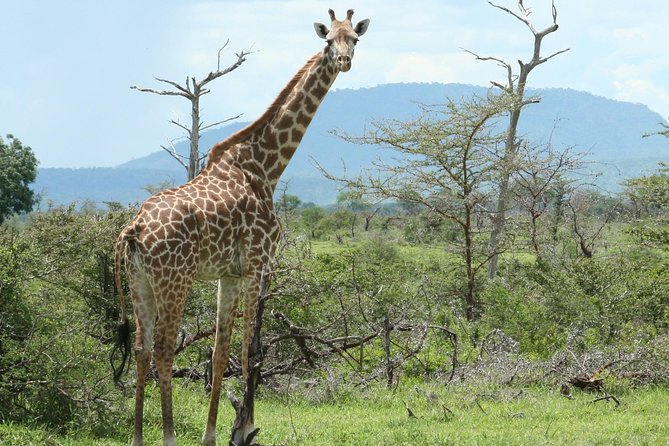 5 Days Safari to Selous & Mikumi - Day 4: Mikumi’s flood plain and mountain backdrop