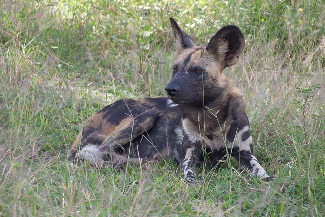 5 Days Safari to Selous & Mikumi - Day 5: sunrise in Mikumi, then back to the coast
