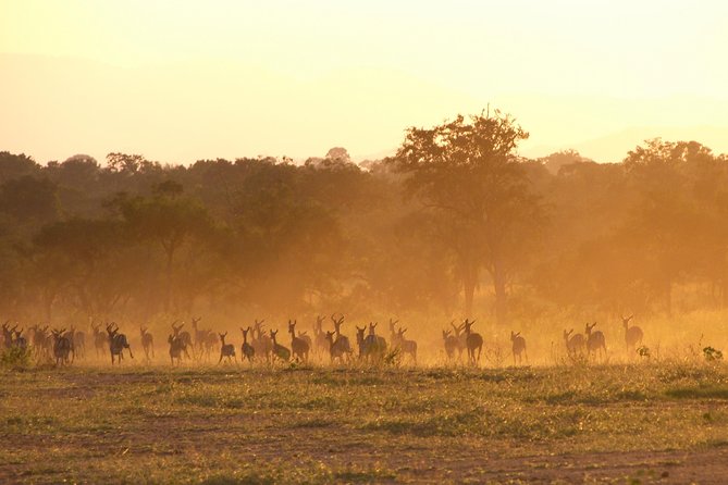 5 Days Safari to Selous & Mikumi - The guide can shape the whole safari