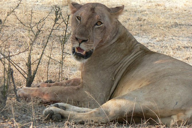 5 Days Safari to Selous & Mikumi - Day 2: walking before breakfast, then a full game drive