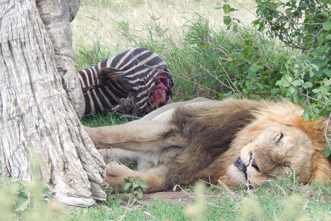 5 Days Safari to Serengeti, Ngorongoro, Tarangire from Arusha - Guide quality and private group benefits