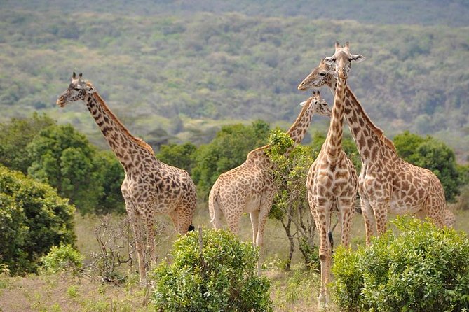 5 days Safari to Tarangire, Ngorongoro, Serengeti and Lake Manyara - Day 3: Sunrise in western Serengeti and Olduvai Gorge