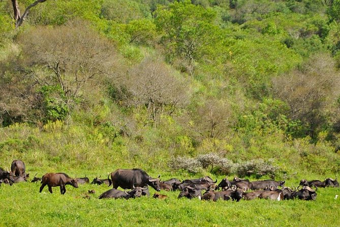 5 days Safari to Tarangire, Ngorongoro, Serengeti and Lake Manyara - Day 5: Lake Manyara before returning to Moshi