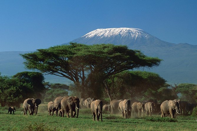 5 days Safari to Tarangire, Ngorongoro, Serengeti and Lake Manyara - Who will get the most from this safari
