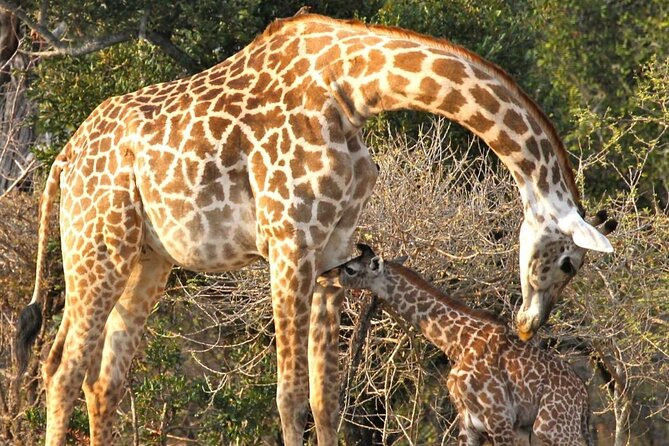 5-Days Selous Game Reserve and Mikumi National Park Tour - Key points to know before booking