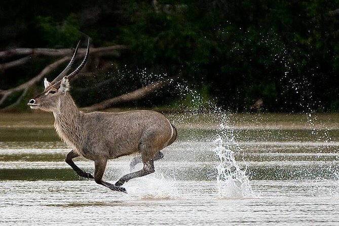 5-Days Selous Game Reserve and Mikumi National Park Tour - Why this southern Tanzania safari is different