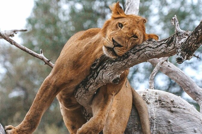 5-Days Selous Game Reserve and Mikumi National Park Tour - Guides, group size, and the feel of the trip