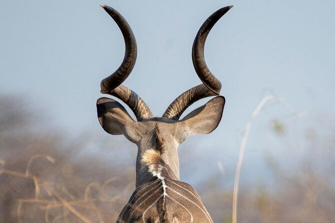 5-Days Selous Game Reserve and Mikumi National Park Tour - Day 1: From Dar es Salaam to the Rufiji River