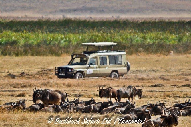 5 Days Serengeti Camping Safari - Day 5: Flamingos, hippos, and Lake Manyara